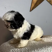Oreo, a female Shih Tzu for sale in Centralia, IL – 3 of 6