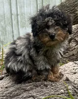 Barney, a male Poodle - Miniature  for sale in Centralia, IL – 2 of 5