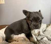 Theo, a male French Bulldog for sale in Centralia, IL – 2 of 4