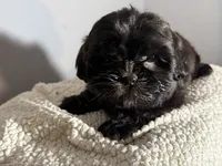 Fudge, a male Shih Tzu for sale in Centralia, IL – 3 of 4