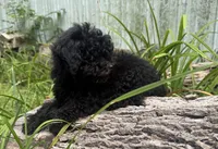 Nikki, a male Poodle - Miniature  for sale in Centralia, IL – 4 of 6