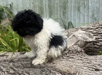 Jonesy, a male Poodle - Miniature  for sale in Centralia, IL – 4 of 4
