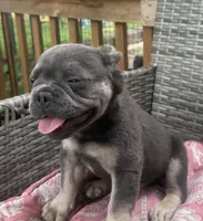 Theo, a male French Bulldog for sale in Centralia, IL – 6 of 6
