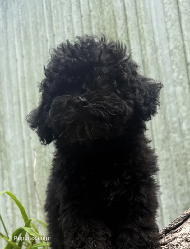 Nikki – Poodle - Miniature  puppy for sale in Centralia, IL