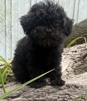 Nikki, a male Poodle - Miniature  for sale in Centralia, IL – 2 of 6
