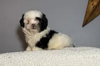 Oreo, a female Shih Tzu for sale in Centralia, IL – 2 of 6