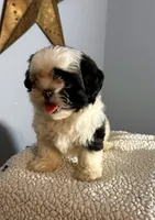 Oreo, a female Shih Tzu for sale in Centralia, IL – 4 of 6