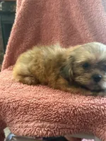 Rhett, a male Shih Tzu for sale in Centralia, IL – 4 of 5