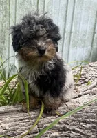 Barney, a male Poodle - Miniature  for sale in Centralia, IL – 3 of 5