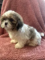 Heidi, a female Shih Tzu for sale in Centralia, IL – 3 of 5
