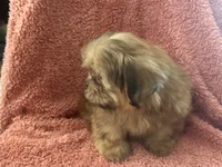 Rhett, a male Shih Tzu for sale in Centralia, IL – 2 of 5