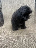 Fudge, a male Shih Tzu for sale in Centralia, IL – 2 of 4