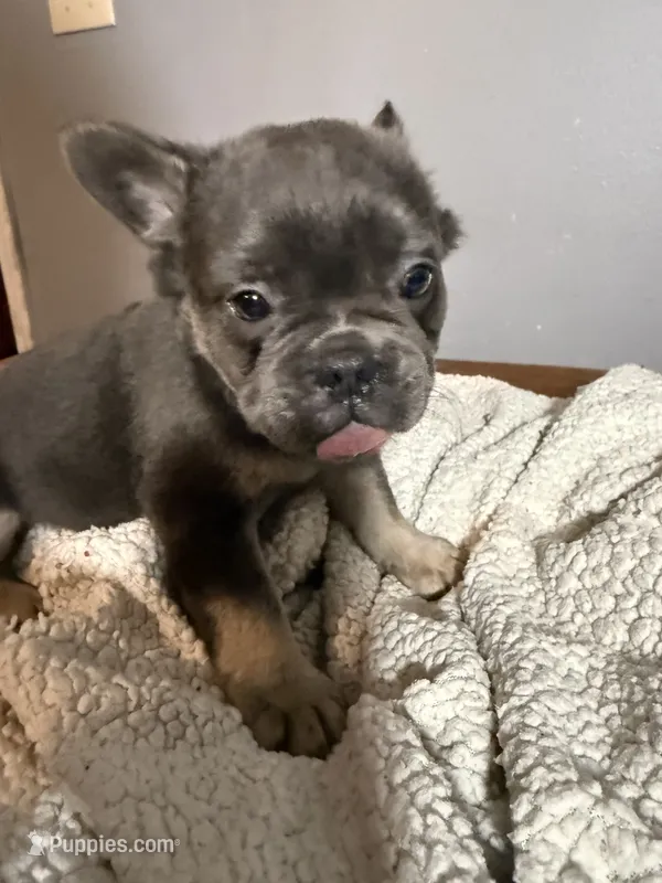 Theo – French Bulldog puppy for sale in Centralia, IL
