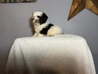 Oreo, a female Shih Tzu for sale in Centralia, IL – 6 of 6
