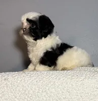 Oreo, a female Shih Tzu for sale in Centralia, IL – 1 of 6