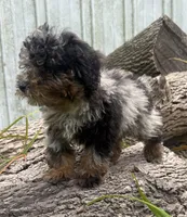Barney, a male Poodle - Miniature  for sale in Centralia, IL – 4 of 5