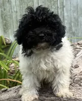 Jonesy, a male Poodle - Miniature  for sale in Centralia, IL – 2 of 4