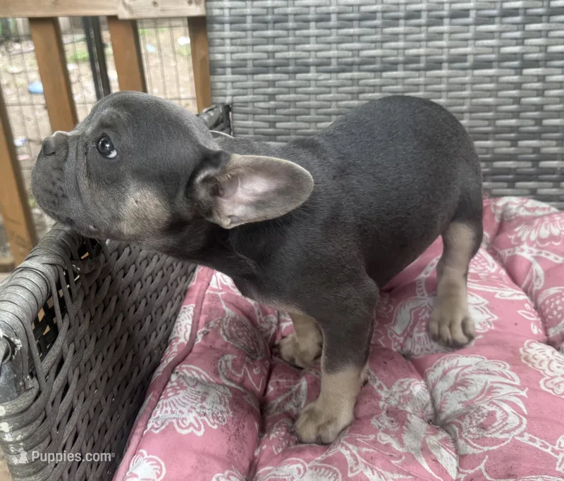 Eloise – French Bulldog puppy for sale in Centralia, IL