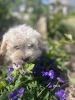Clover, a female Maltese and Poodle - Miniature  for sale in Centralia, IL – Photo 1 of 3
