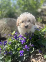 Clover, a female Maltese and Poodle - Miniature  for sale in Centralia, IL – Photo 2 of 3