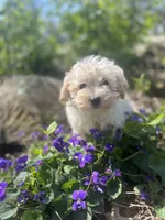 Clover, a female Maltese and Poodle - Miniature  for sale in Centralia, IL – Photo 3 of 3
