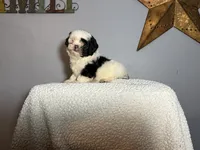 Oreo, a female Shih Tzu for sale in Centralia, IL – 5 of 6
