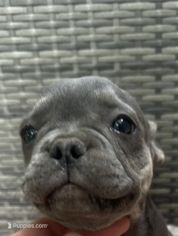 Eloise – French Bulldog puppy for sale in Centralia, IL