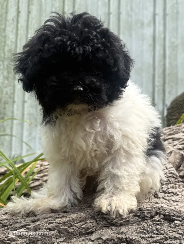 Jonesy – Poodle - Miniature  puppy for sale in Centralia, IL
