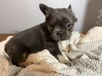 Theo, a male French Bulldog for sale in Centralia, IL – 4 of 4