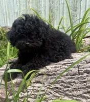 Nikki, a male Poodle - Miniature  for sale in Centralia, IL – 3 of 6