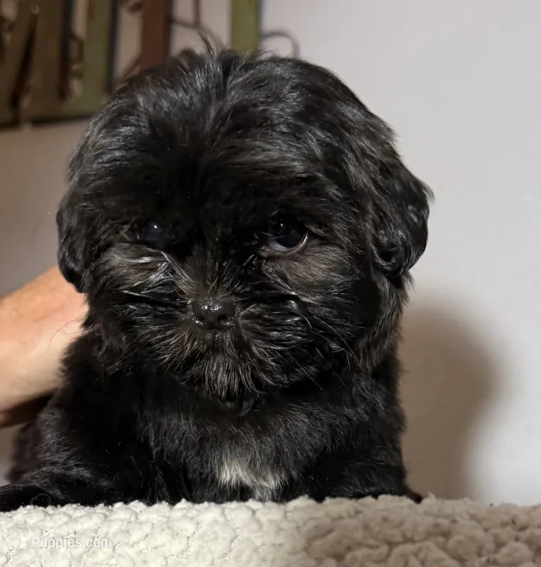 Fudge – Shih Tzu puppy for sale in Centralia, IL