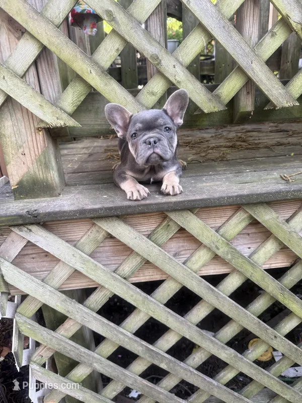 Eloise – French Bulldog puppy for sale in Centralia, IL