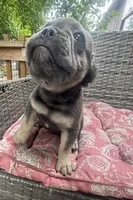 Theo, a male French Bulldog for sale in Centralia, IL – 3 of 6