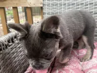 Theo, a male French Bulldog for sale in Centralia, IL – 5 of 6