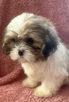 Heidi, a female Shih Tzu for sale in Centralia, IL – 5 of 5