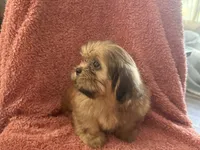 Rhett, a male Shih Tzu for sale in Centralia, IL – 5 of 5
