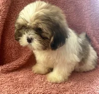 Heidi, a female Shih Tzu for sale in Centralia, IL – 4 of 5