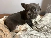 Theo, a male French Bulldog for sale in Centralia, IL – 3 of 4