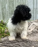 Jonesy, a male Poodle - Miniature  for sale in Centralia, IL – 3 of 4
