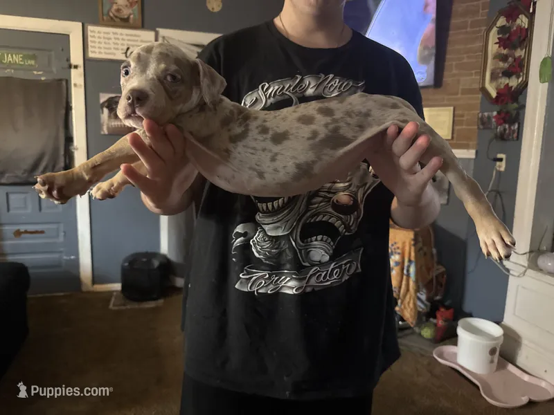 Simba – American Bully puppy for sale in Sharon, PA
