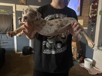 Simba, a male American Bully for sale in Sharon, PA – 1 of 10