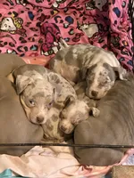Simba, a male American Bully for sale in Sharon, PA – 9 of 10