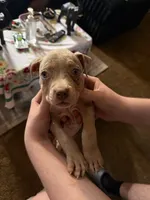 Simba, a male American Bully for sale in Sharon, PA – 6 of 10