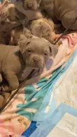 Simba, a male American Bully for sale in Sharon, PA – 8 of 10
