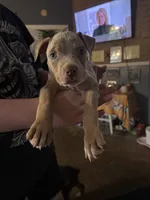 Simba, a male American Bully for sale in Sharon, PA – 2 of 10