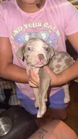 Simba, a male American Bully for sale in Sharon, PA – 5 of 10