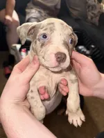 Simba, a male American Bully for sale in Sharon, PA – 7 of 10