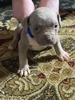 Simba, a male American Bully for sale in Sharon, PA – 10 of 10