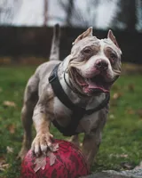 Simba, a male American Bully for sale in Sharon, PA – 3 of 10