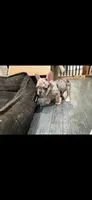 Merle French Bulldog males 2 , a male French Bulldog for sale in Montebello, CA – Photo 7 of 10